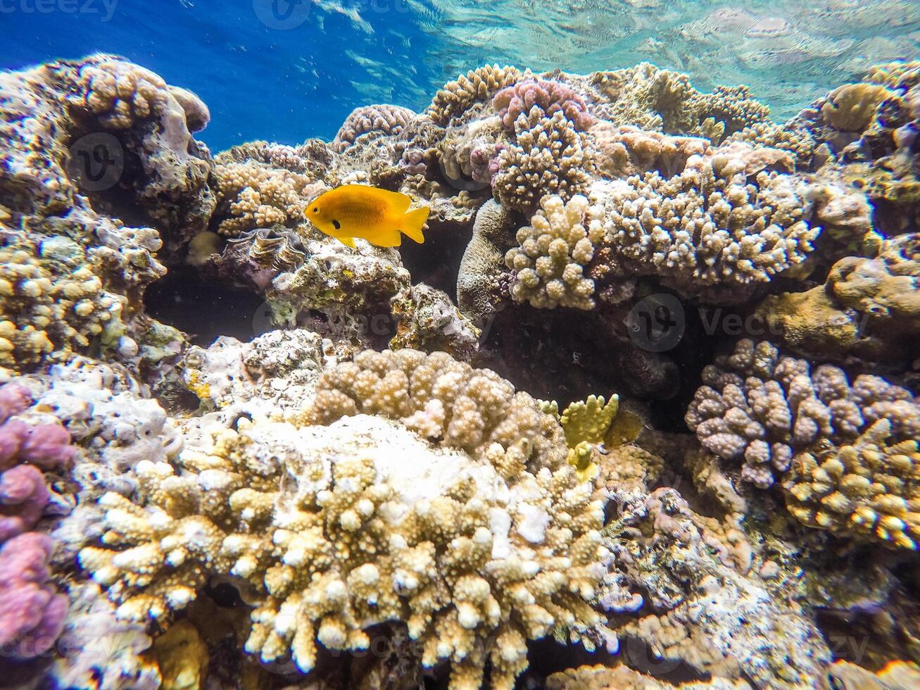 Lots of fish and corals during snorkeling in Sharm el Sheikh, Egypt. photo