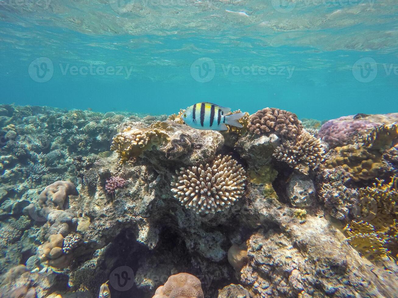 Lots of fish and corals during snorkeling in Sharm el Sheikh, Egypt. photo