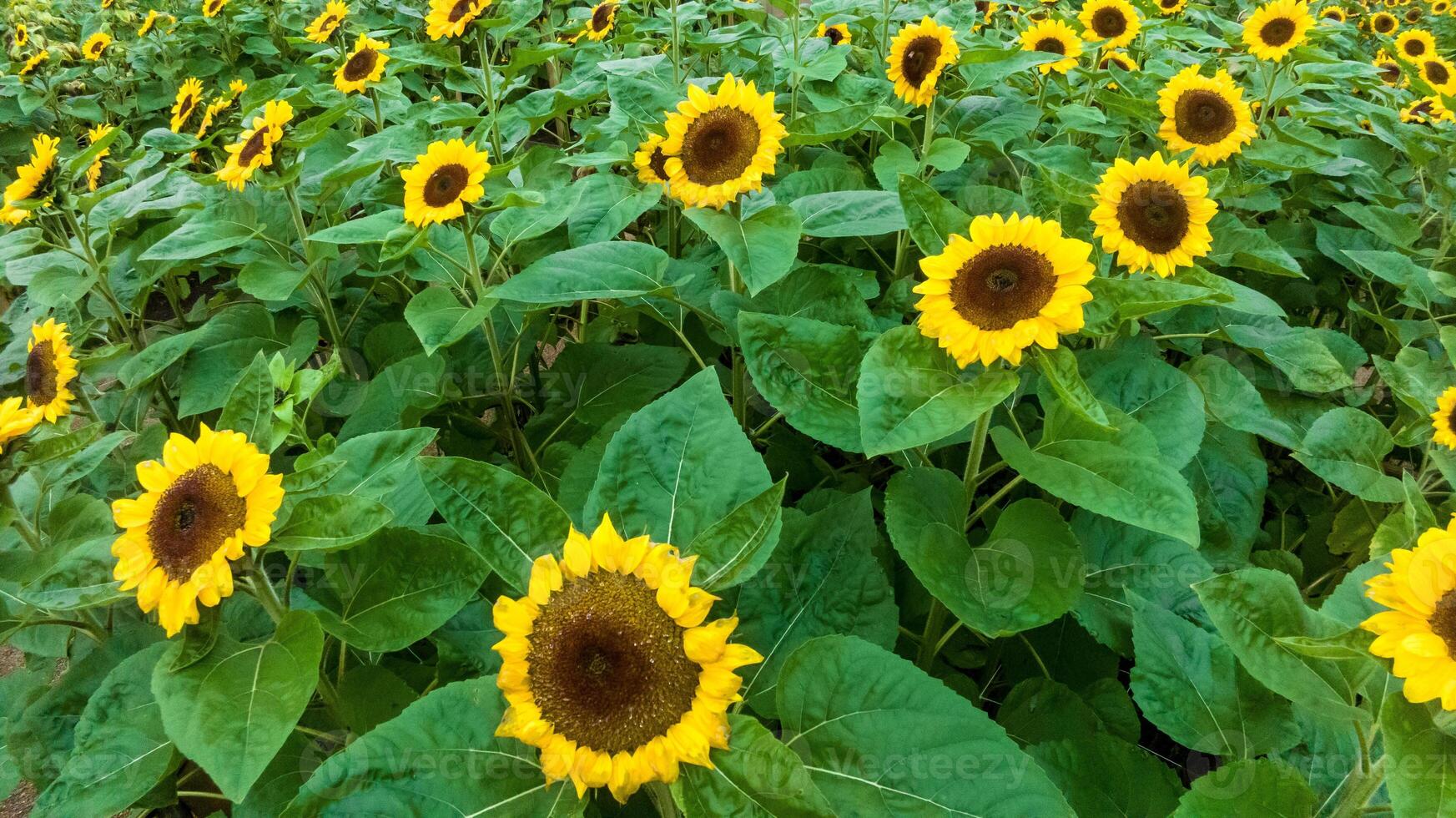 Sunflower field in a beautiful evening sunset. Aerial view of sunflowers in summer evening day. Slow camera movement across a agriculture sunflower photo