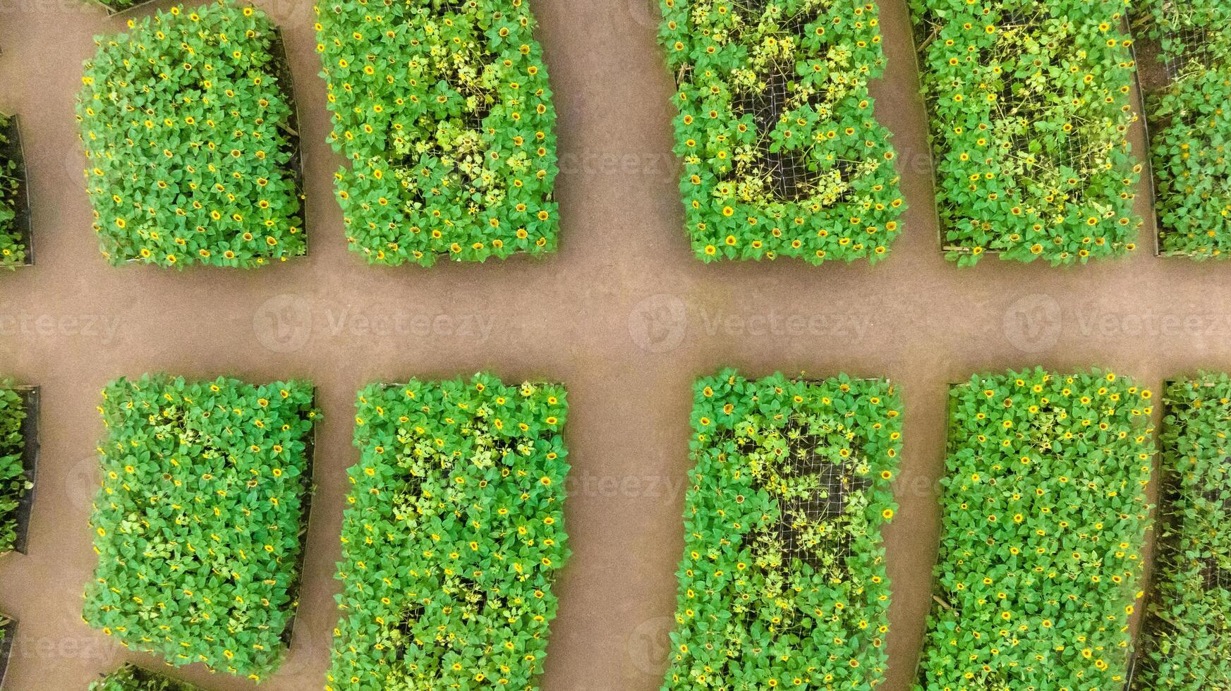 Sunflower field in a beautiful evening sunset. Aerial view of sunflowers in summer evening day. Slow camera movement across a agriculture sunflower photo