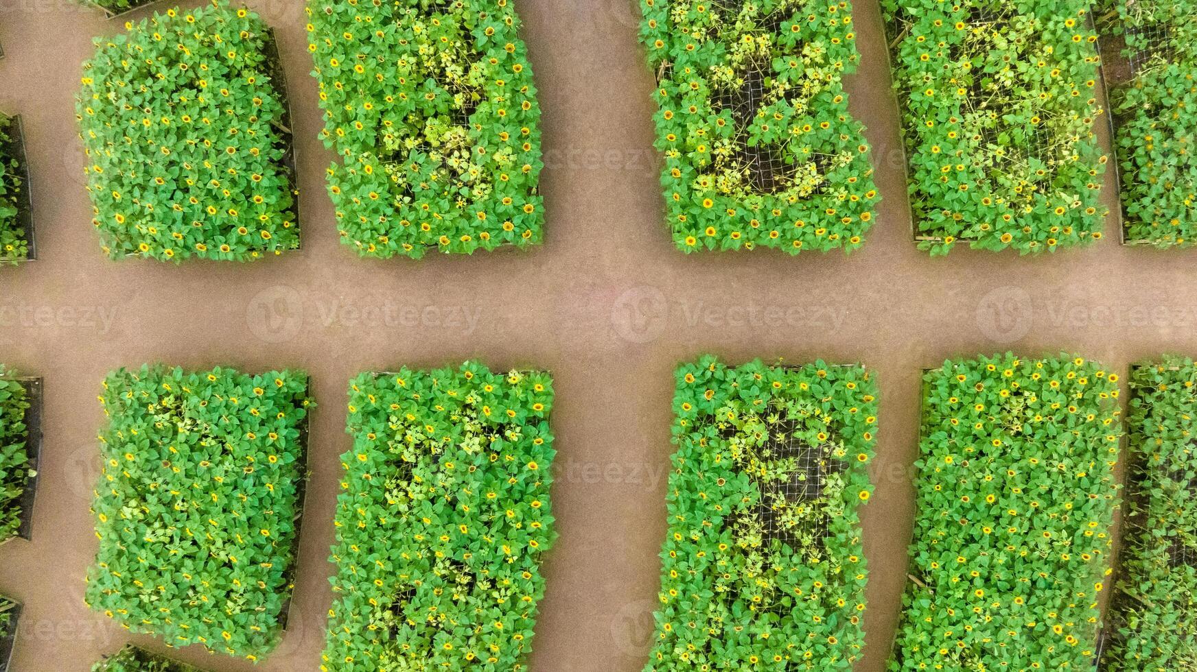 Sunflower field in a beautiful evening sunset. Aerial view of sunflowers in summer evening day. Slow camera movement across a agriculture sunflower photo