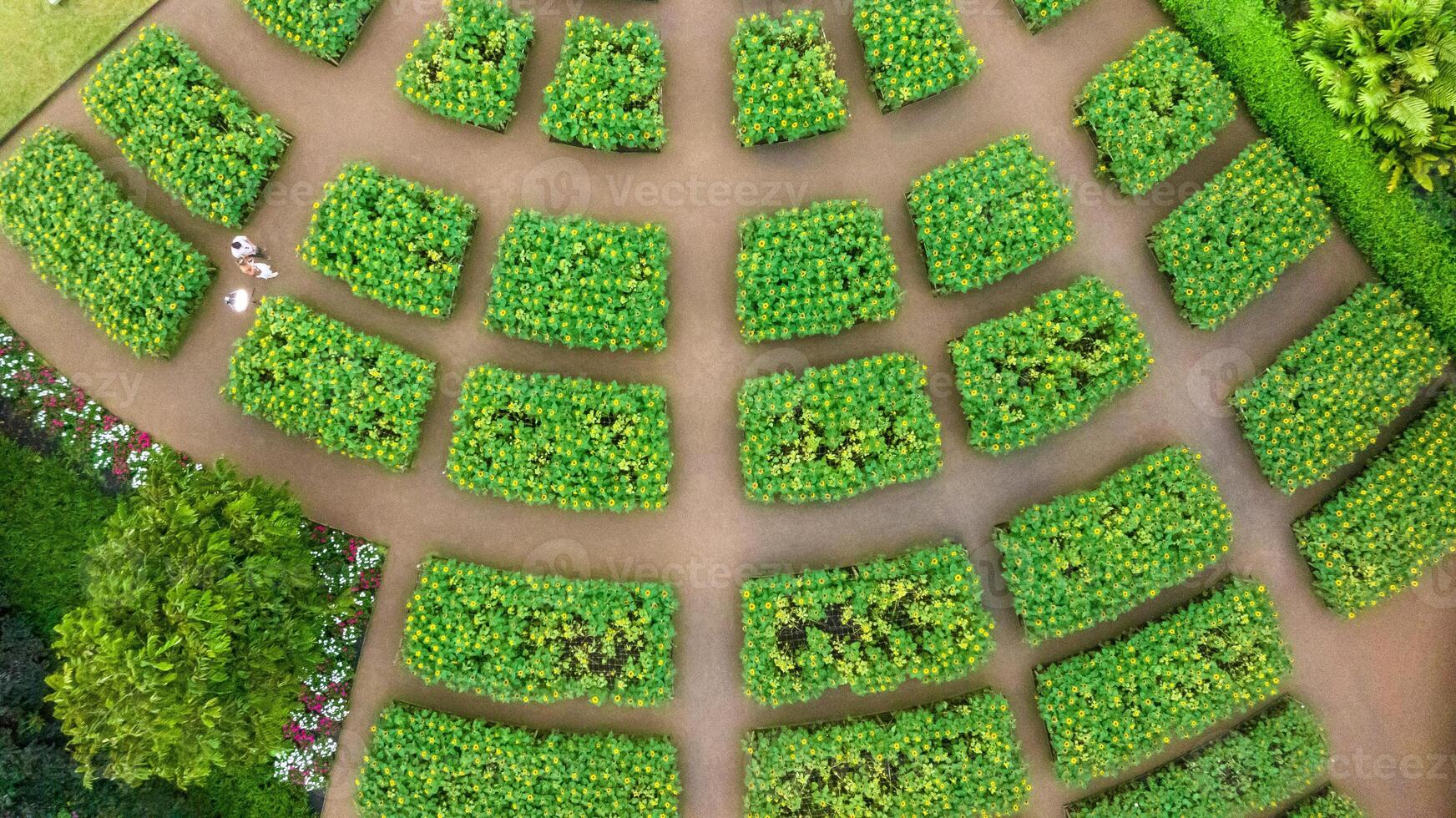 Sunflower field in a beautiful evening sunset. Aerial view of sunflowers in summer evening day. Slow camera movement across a agriculture sunflower photo