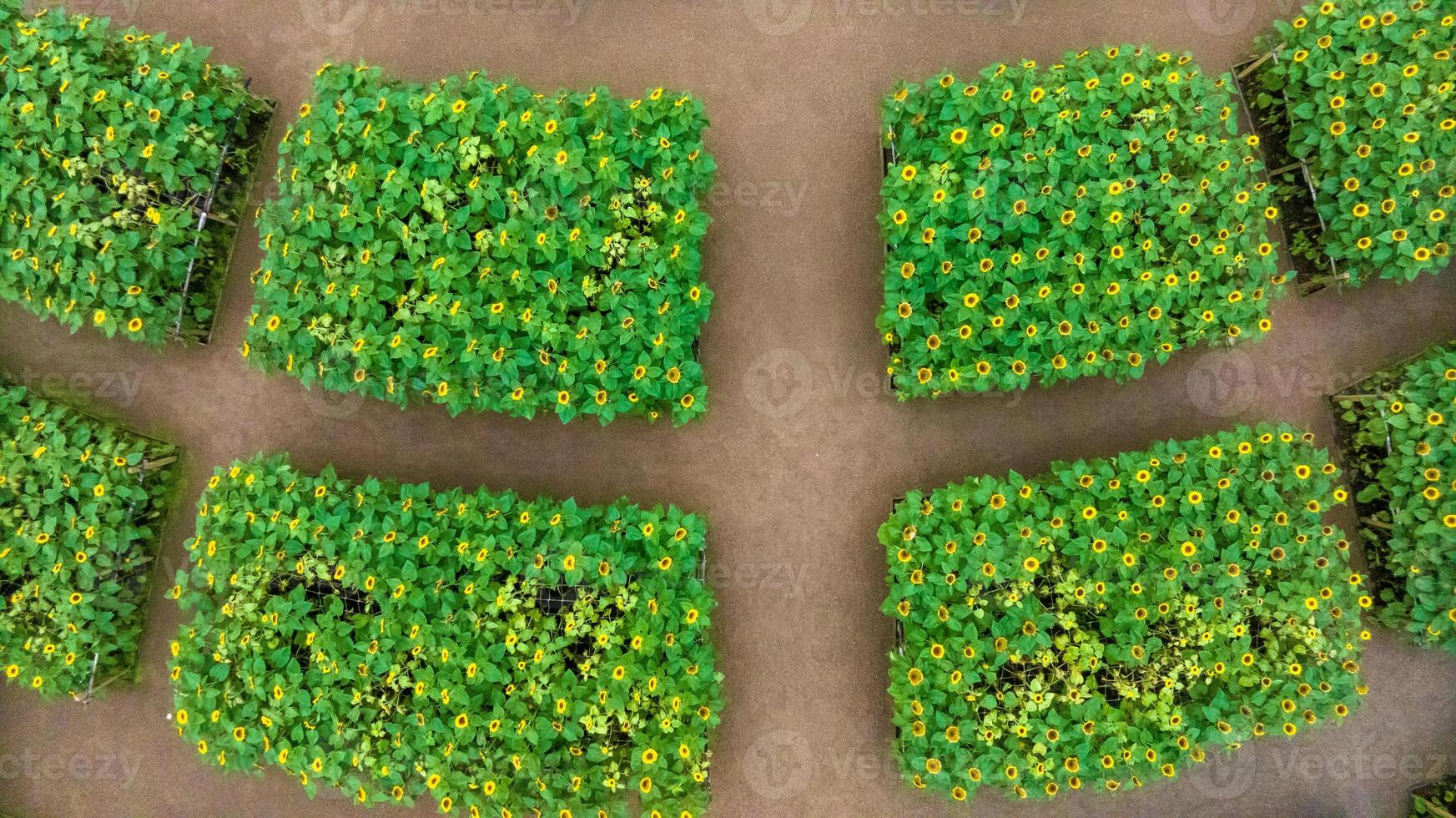 Sunflower field in a beautiful evening sunset. Aerial view of sunflowers in summer evening day. Slow camera movement across a agriculture sunflower photo