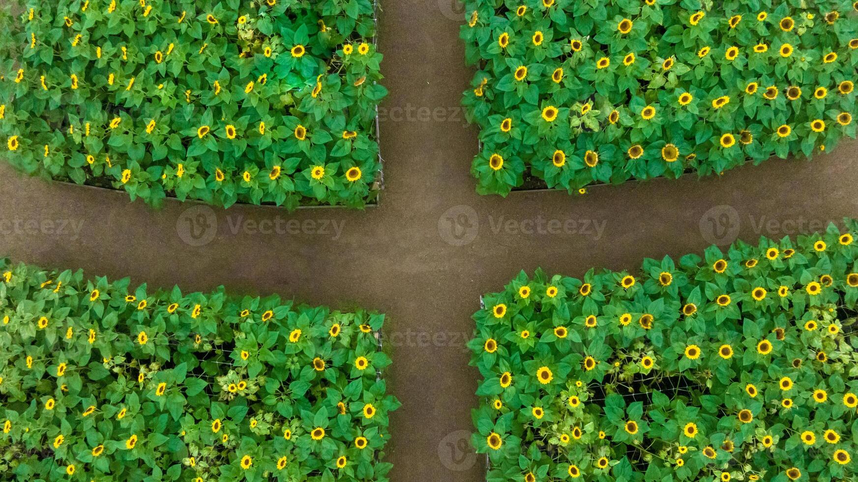 Sunflower field in a beautiful evening sunset. Aerial view of sunflowers in summer evening day. Slow camera movement across a agriculture sunflower photo
