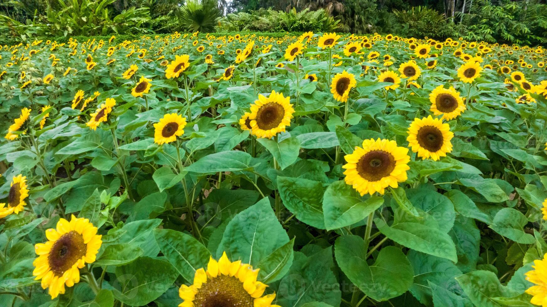 Sunflower field in a beautiful evening sunset. Aerial view of sunflowers in summer evening day. Slow camera movement across a agriculture sunflower photo