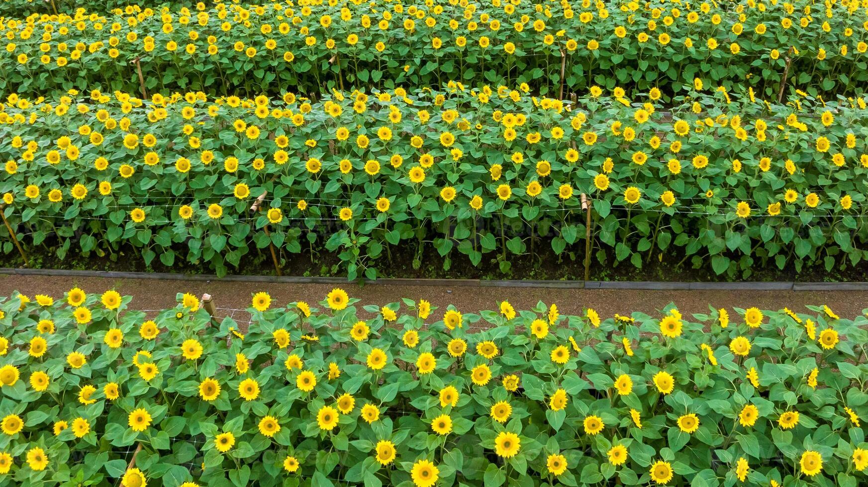 Sunflower field in a beautiful evening sunset. Aerial view of sunflowers in summer evening day. Slow camera movement across a agriculture sunflower photo