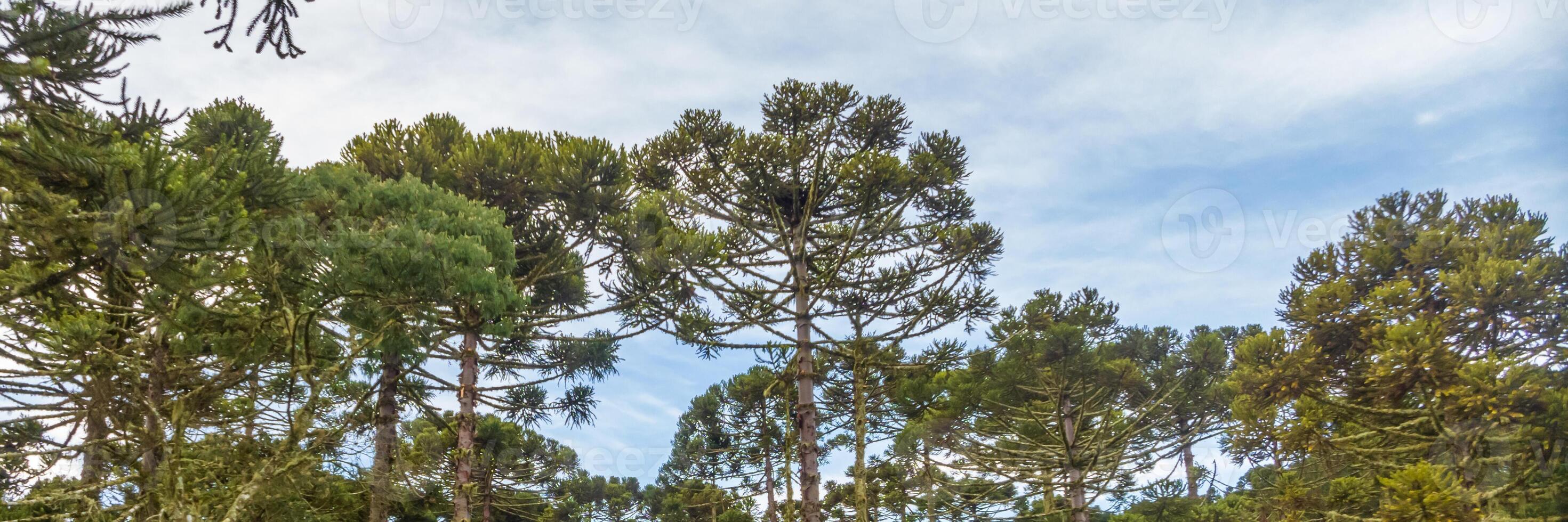 Urubici in Santa Catarina, Brazil. Aerial view. Angustifolia tree. photo