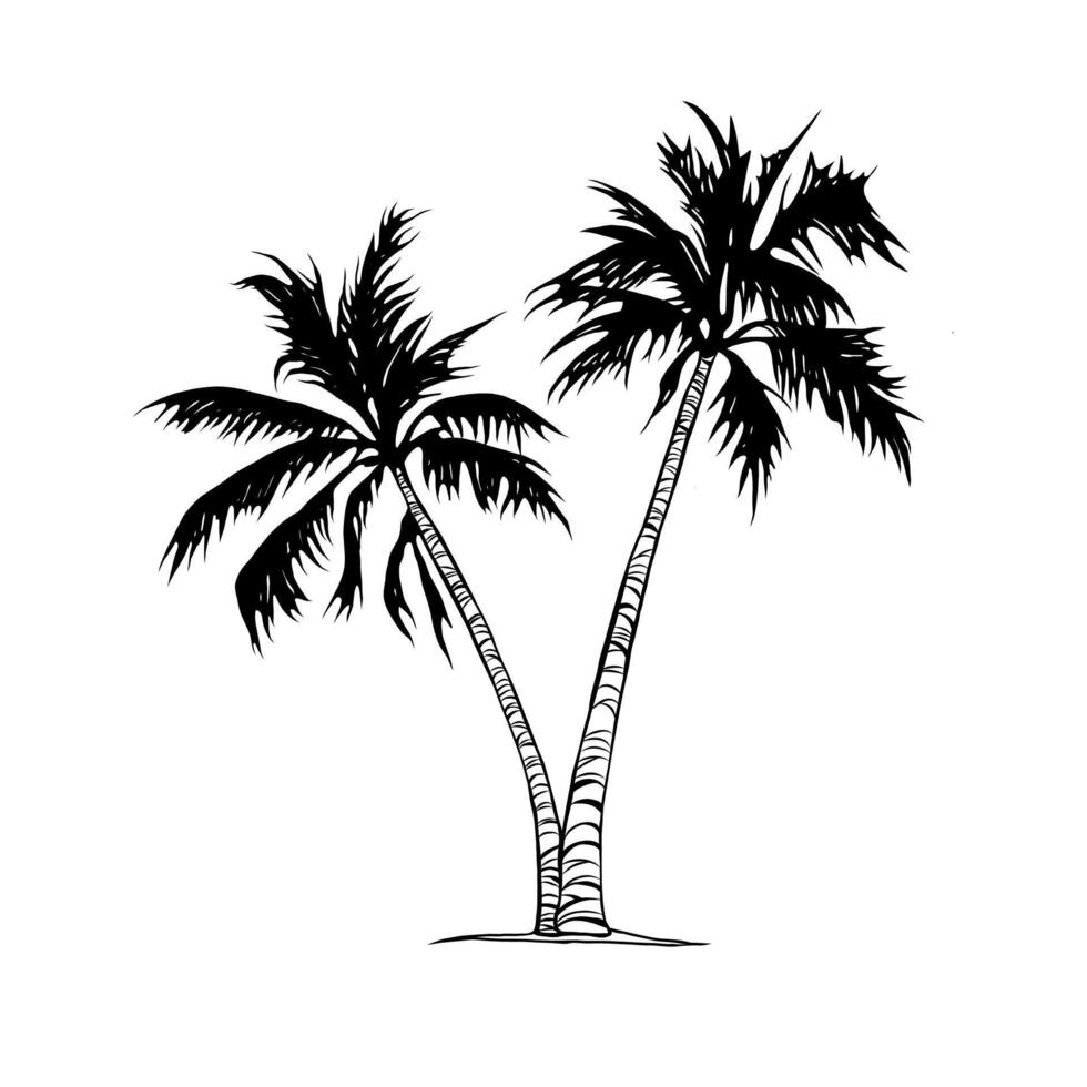 illustration of a tropical two palm tree, single element. Line drawing, doodle style. Hand drawn realistic illustration of an exotic tree for design and decoration. Tropics, sea, beach holiday. vector