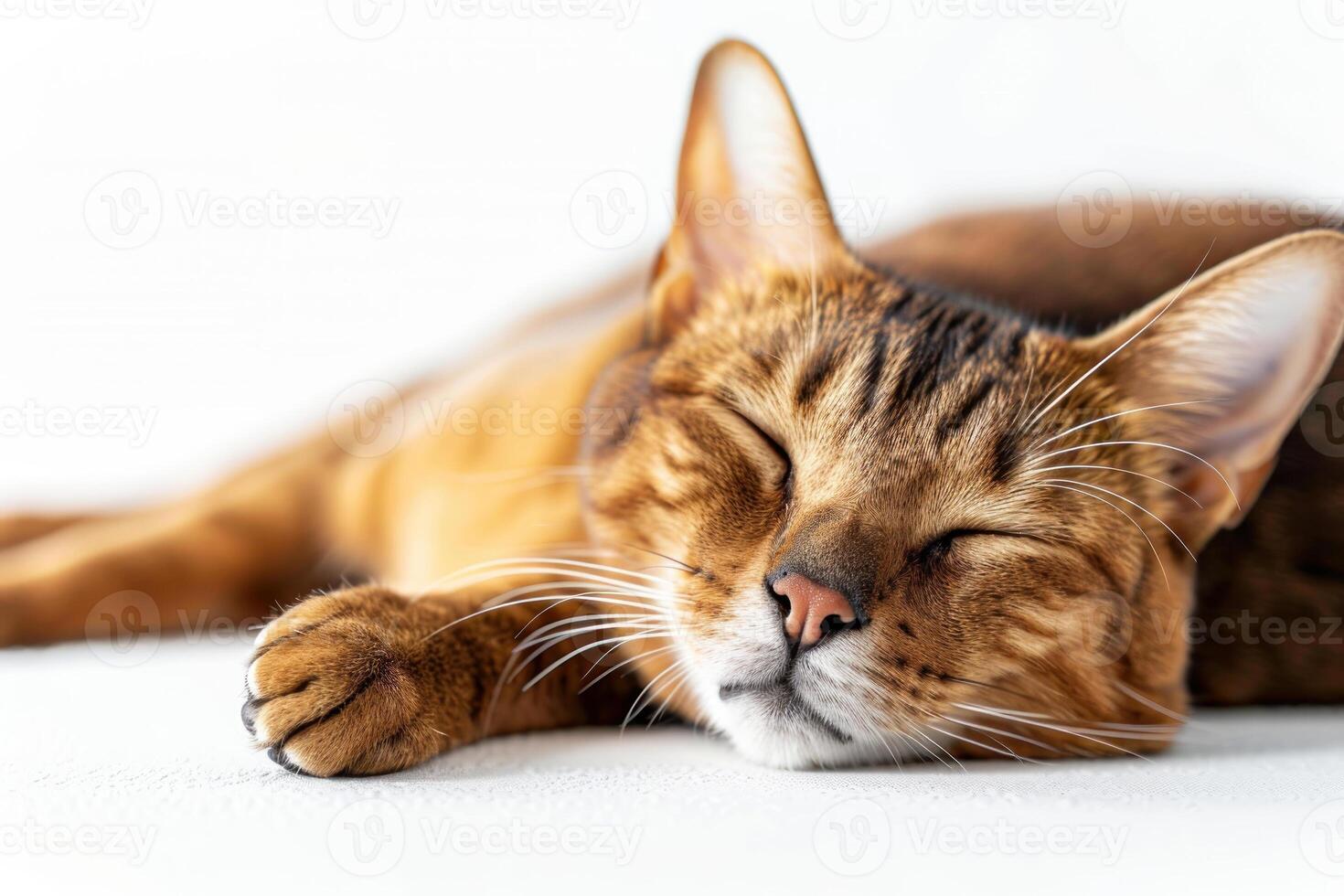 A close-up of a sleeping cat, showcasing its peaceful expression and beautiful fur pattern under soft lighting. photo