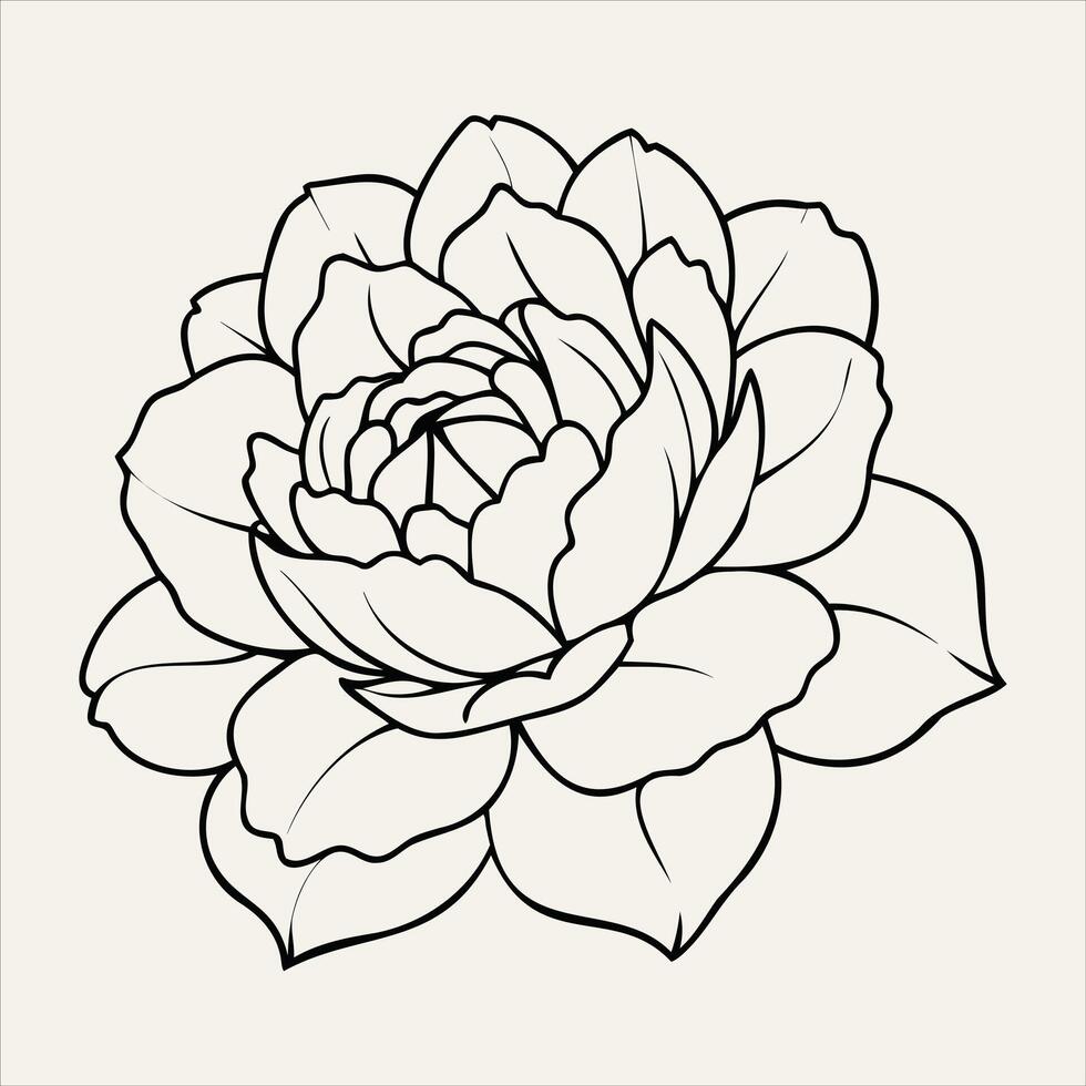 Peony Line Art Illustration vector