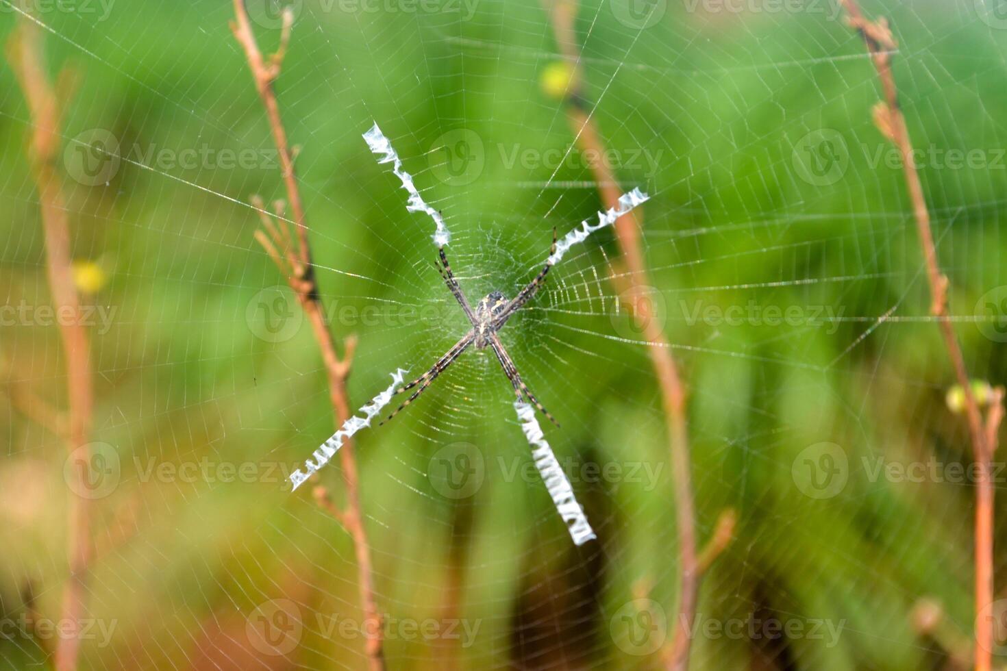 Photo of a spider in the web.