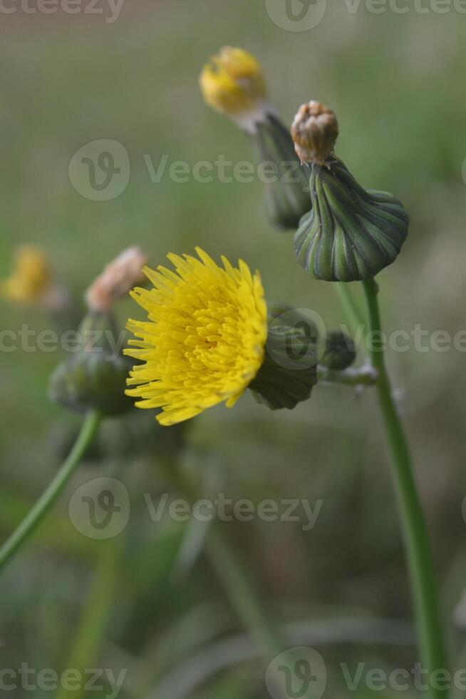 Photo of a yellow dandelion flower.