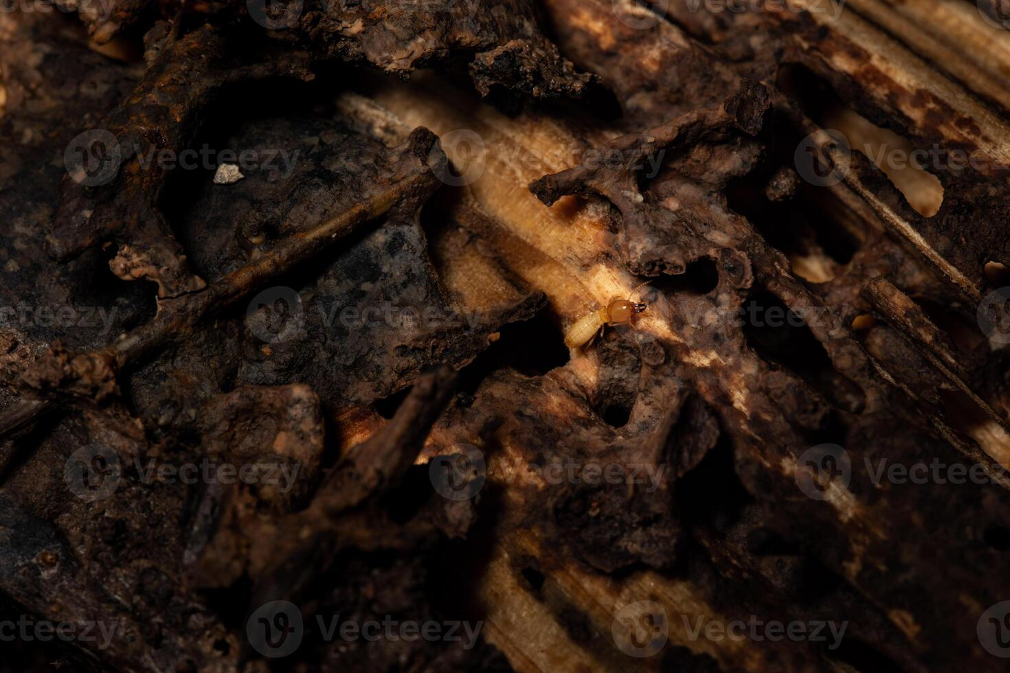 Termites eat wood floor and destroy house.close up. photo