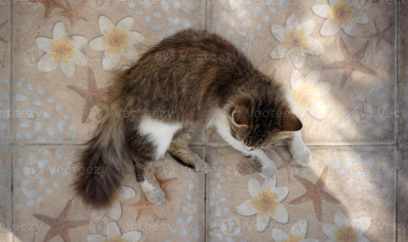 Domestic cat lying on the flowers floor with sun rays. photo