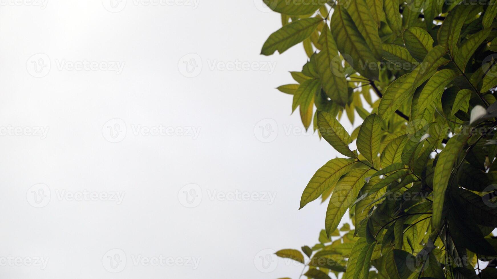 Green leaves on the tree with white sky background. Nature composition for advertising. photo