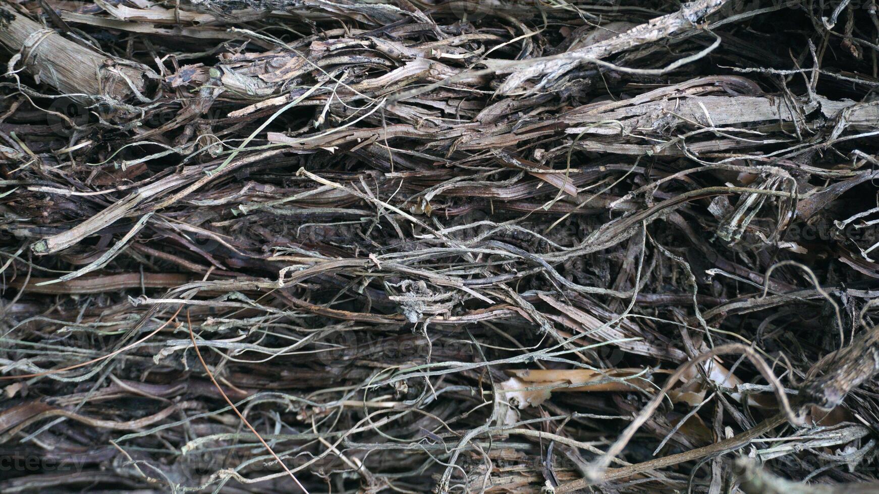 Dry tree bark texture. Abstract background and texture for design. photo