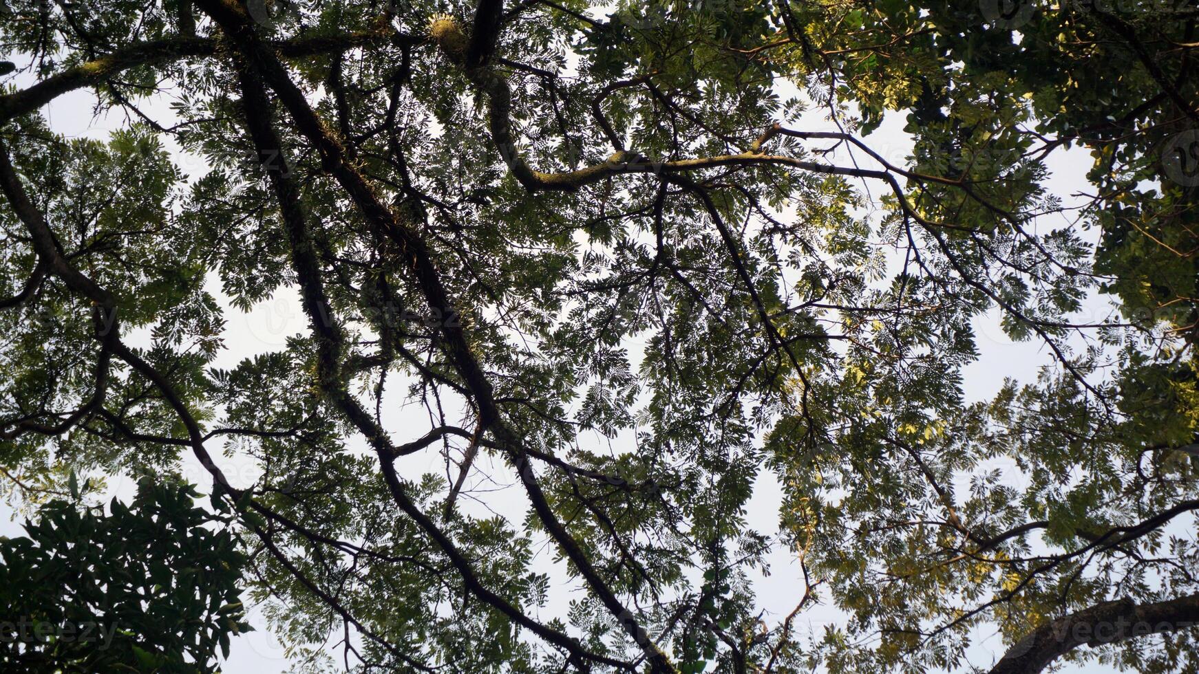 Tropical forest view from below to the sky. Nature background. photo