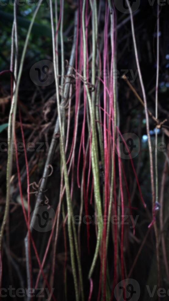 Close up of the roots of a tree in a tropical rainforest. Blurred nature background. photo