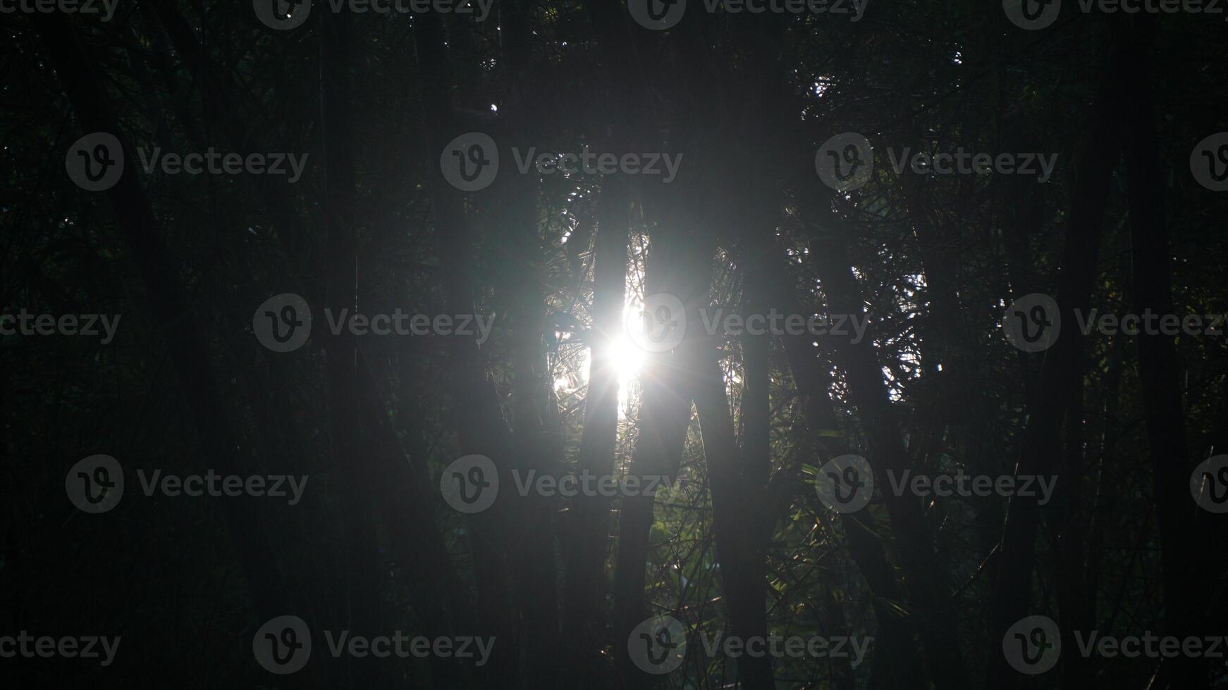 Sunlight through the trees in the forest, morning light in the forest. photo