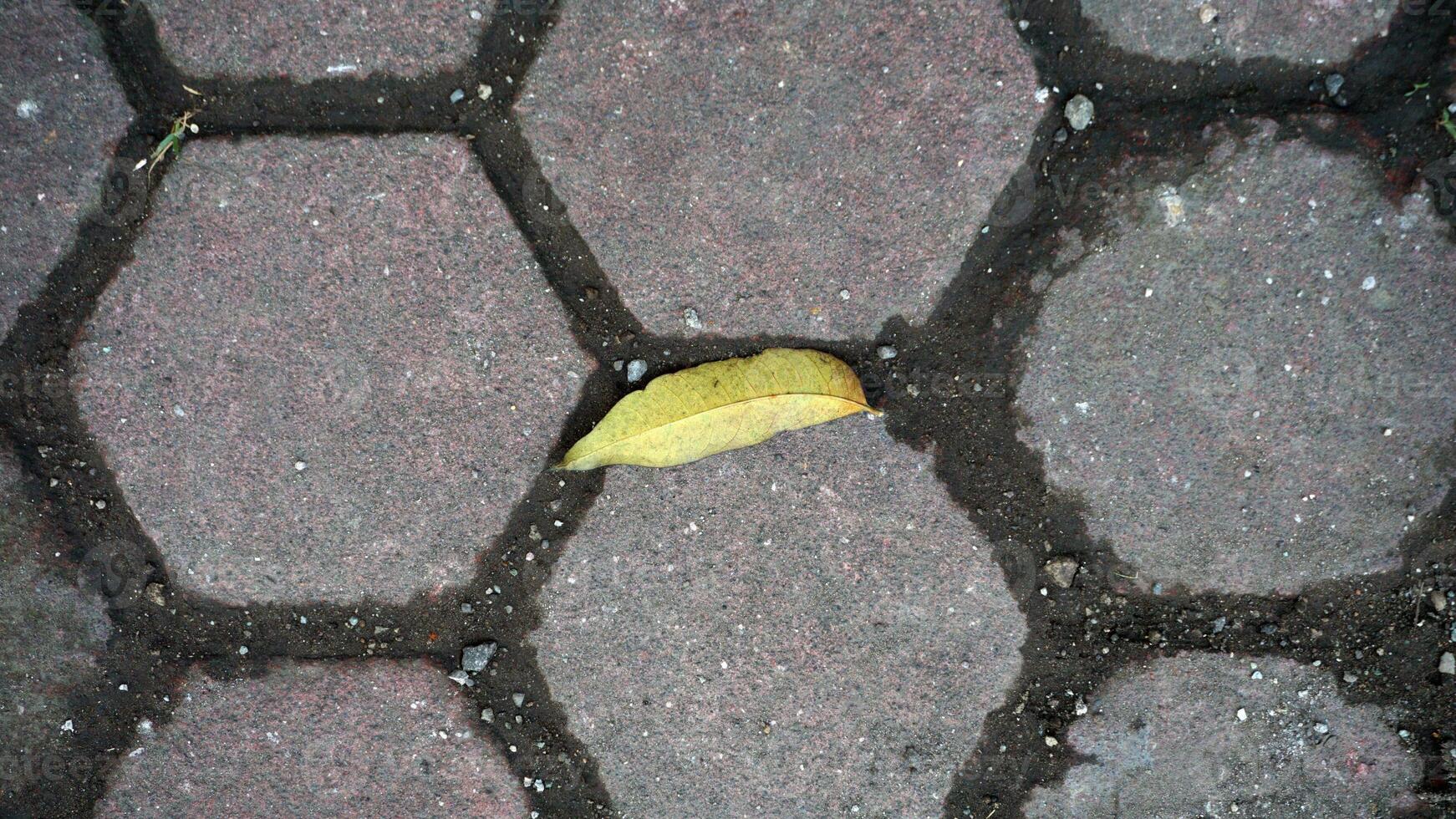 Yellow leaf on the pavement in the city park, closeup of photo. photo