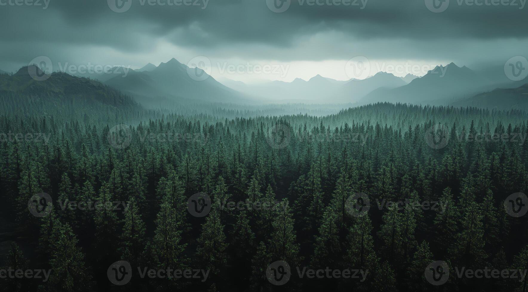 Top view of a dense green forest in nature, drone view of the reserve photo