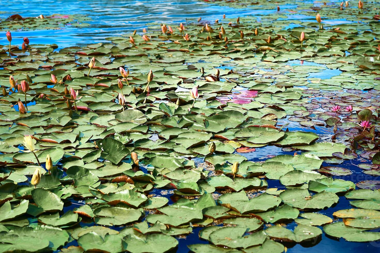 Pink water lilies Nymphaea on river, pond shore photo