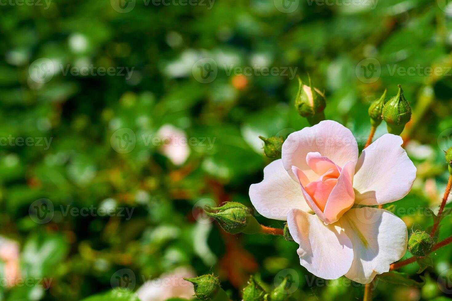 Nice light pink rose flower miniature floribunda Patio with unblown buds photo