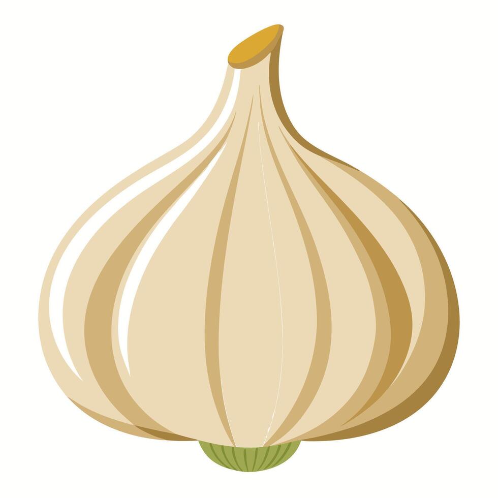 Garlic Illustration High Quality Graphic Design for Culinary vector