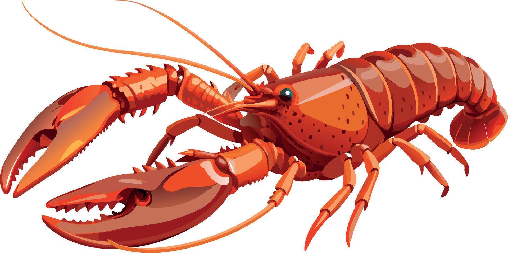Red lobster spreading its claws on white background vector