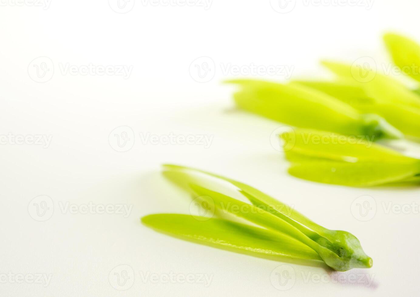 Fragile wing and young seed of White Meranti fall on white floor photo