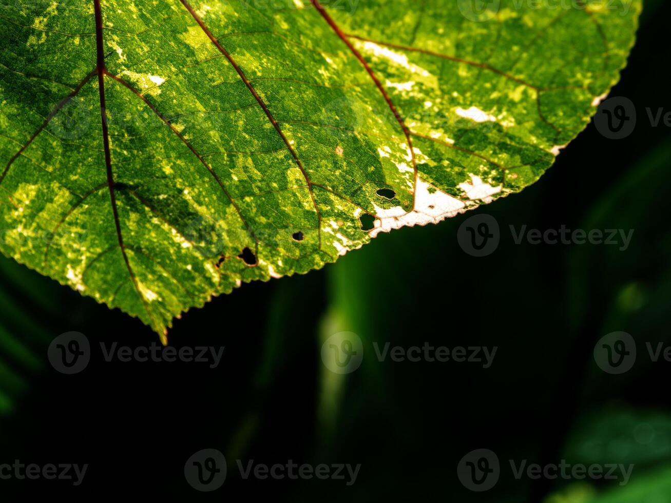 Texture on Variegated leaf of Thespesia populnea photo