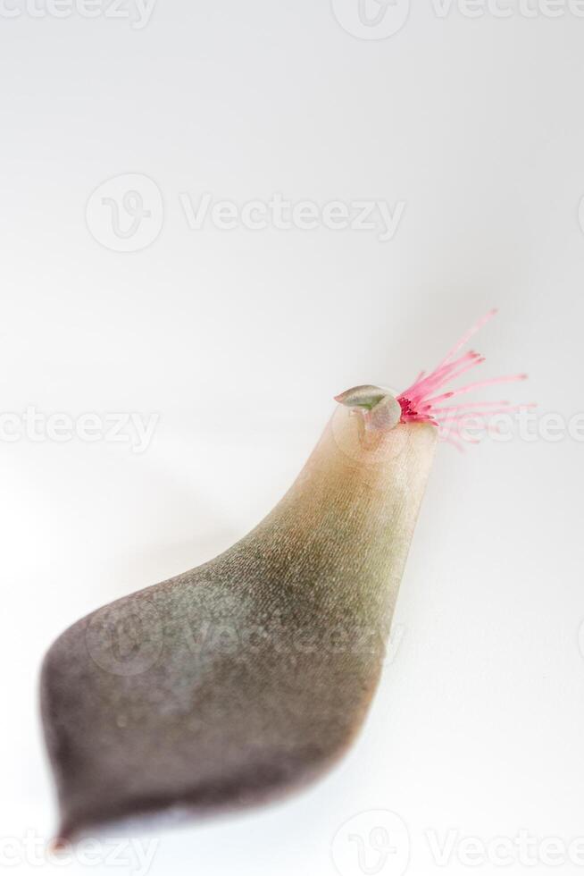 Small roots that grow from the base of the succulent plant leaf photo