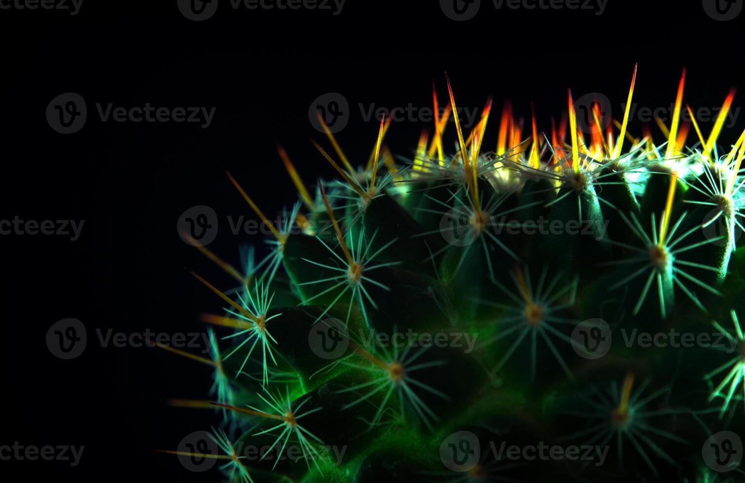 Vivid green of Mammillaria Cactus on black background photo