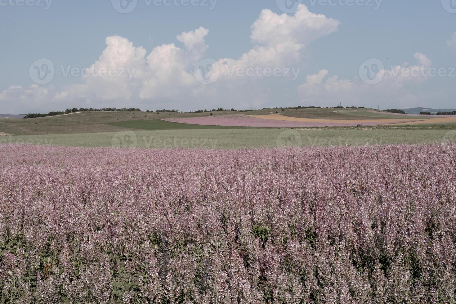 Field of Clary sage - Salvia Sclarea in bloom, cultivated to extract the essential oil and honey. Field with blossom sage plants during golden sunset, relaxing nature view. Close up. Selective focus. photo