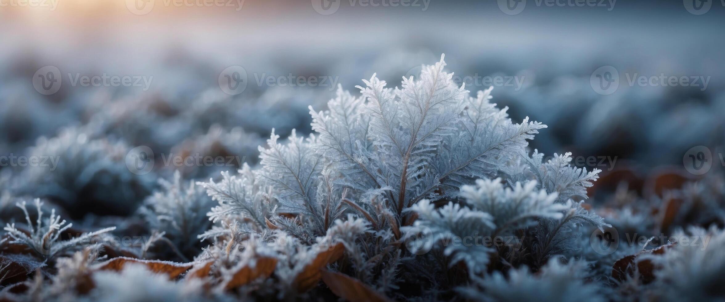 Beautiful background image of hoarfrost in nature close up. photo