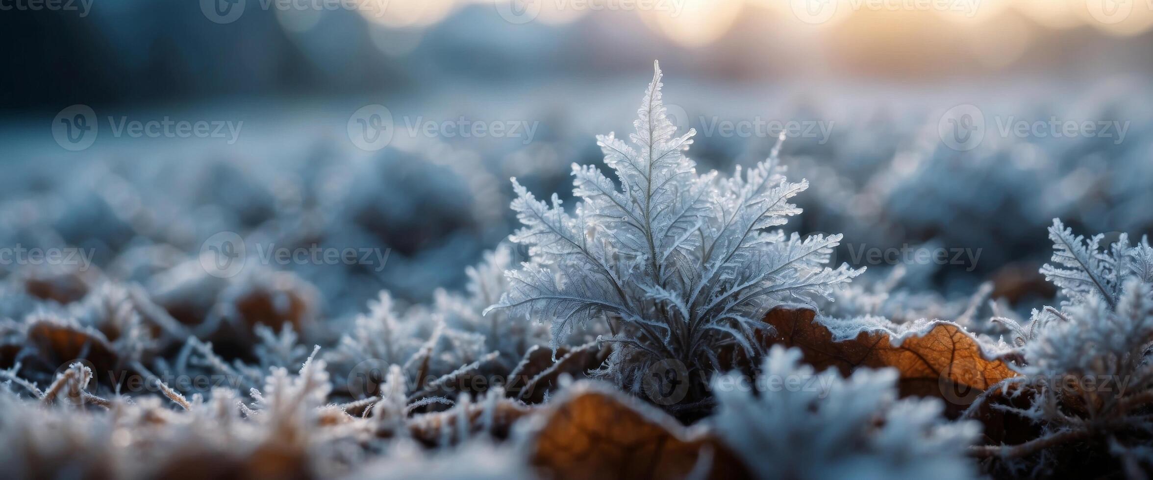 Beautiful background image of hoarfrost in nature close up. photo