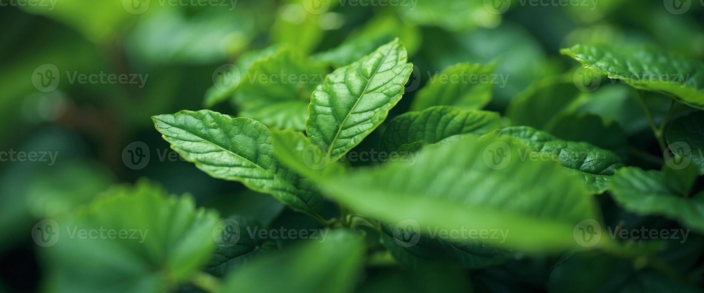 Beautiful composition layout of fresh juicy textured green leaves with copy space, flat lay, nature concept, close-up macro. photo