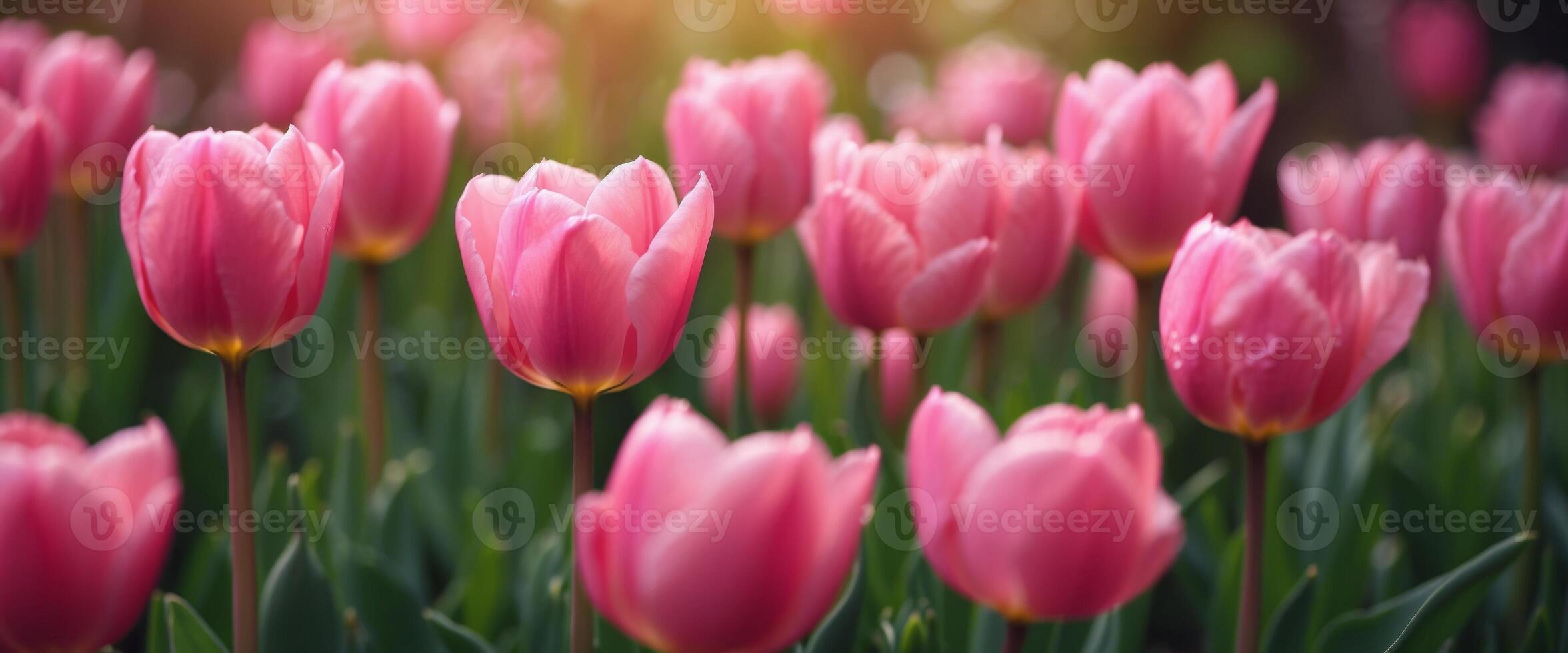 Beautiful delicate spring background with pink tulip flowers close-up. photo