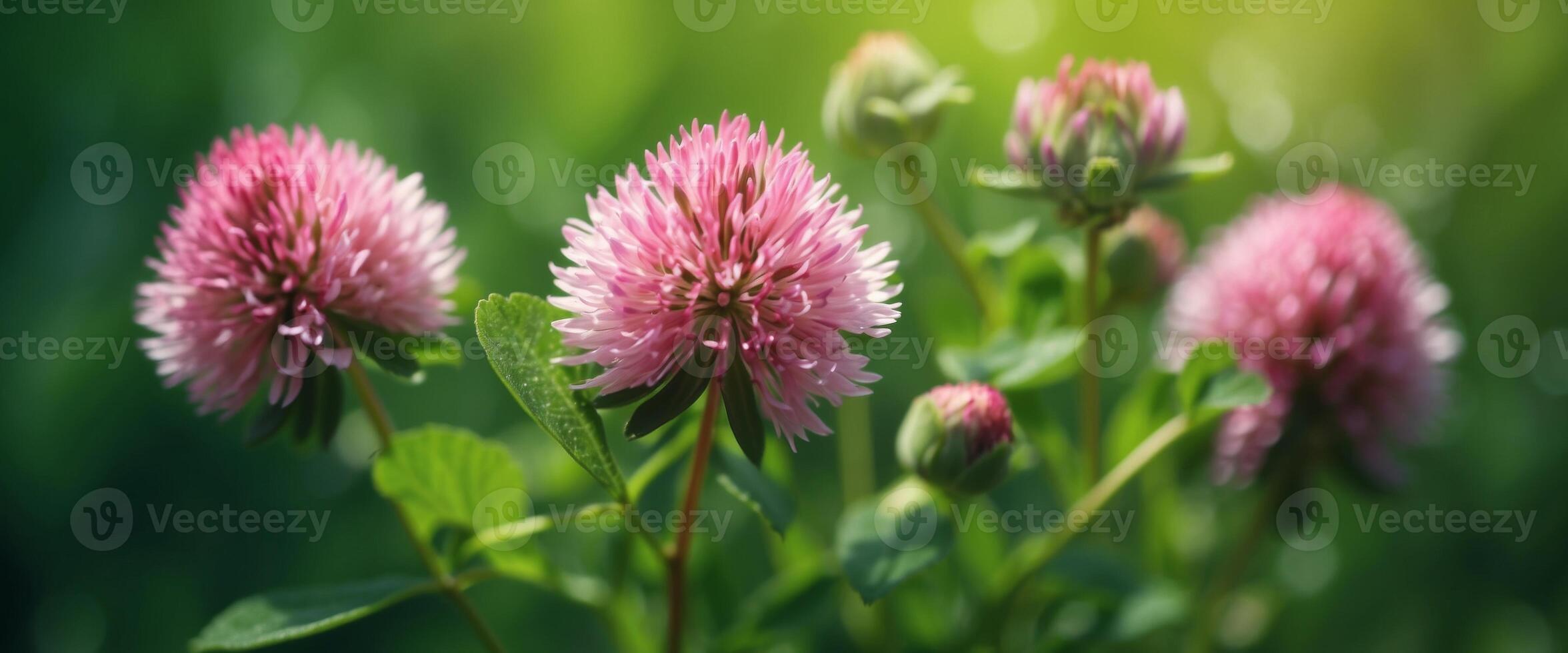 Beautiful large flowers of wild meadow clover in nature on a blurred background in spring in summer macro with soft focus Bright colorful artistic image. photo