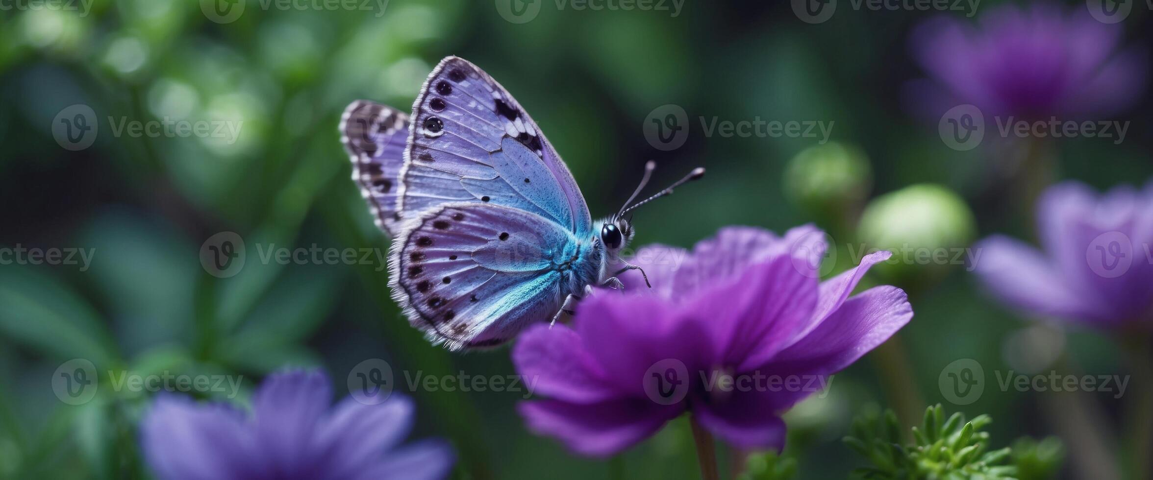 Beautiful purple blue butterfly on an anemone forest flower in spring nature, close-up macro. photo