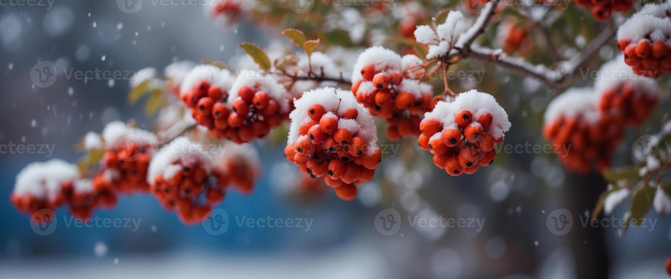 Branch with bunches of rowan berries under snow in the winter snowfall in the city First snow, blue background, snow flakes falling. photo