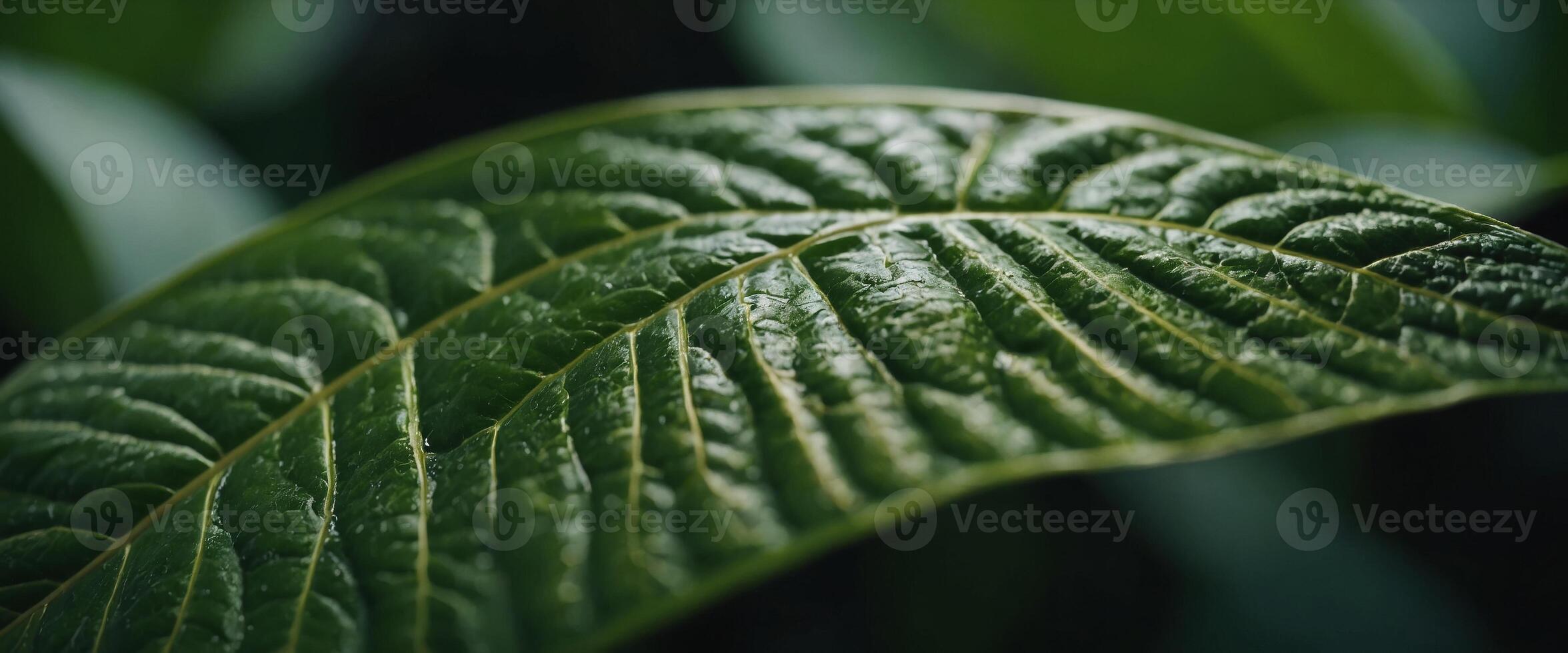 Close-up view, Texture of side curve green leaf, Smooth color tone. photo