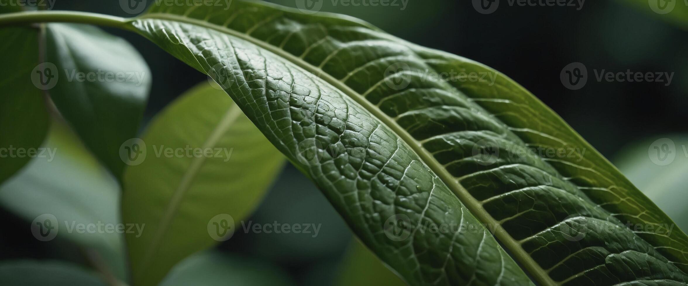 Close-up view, Texture of side curve green leaf, Smooth color tone. photo