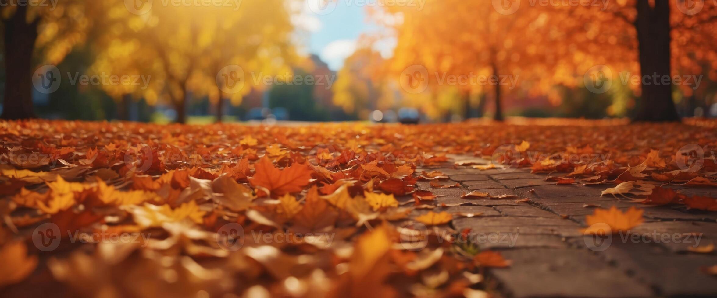 Colorful universal natural panoramic autumn background for design with orange leaves and blurred background. photo