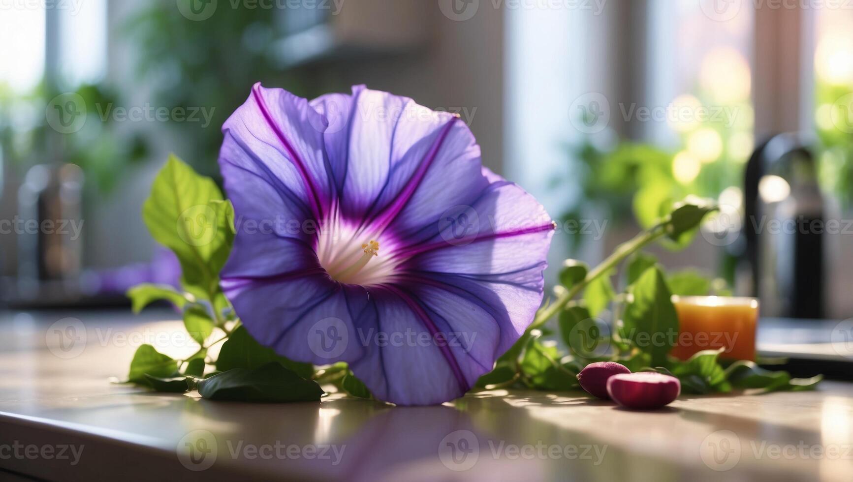 Morning Glory A Fresh Morning Glory Blooming on a Contemporary Kitchen Counter in Bright Natural Light. photo