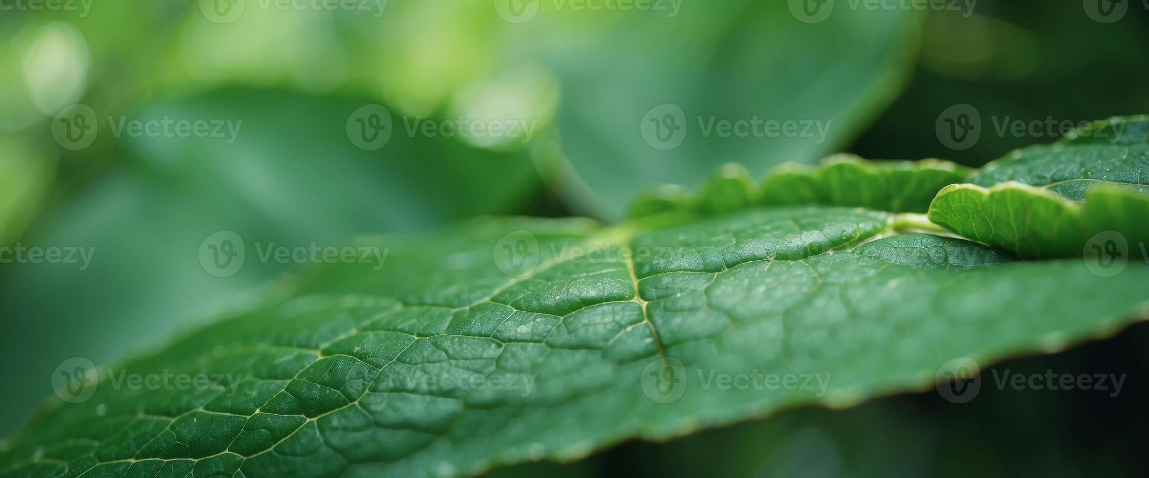 Nature background with texture a green leaf close-up Leaves texture background with vintage color. photo