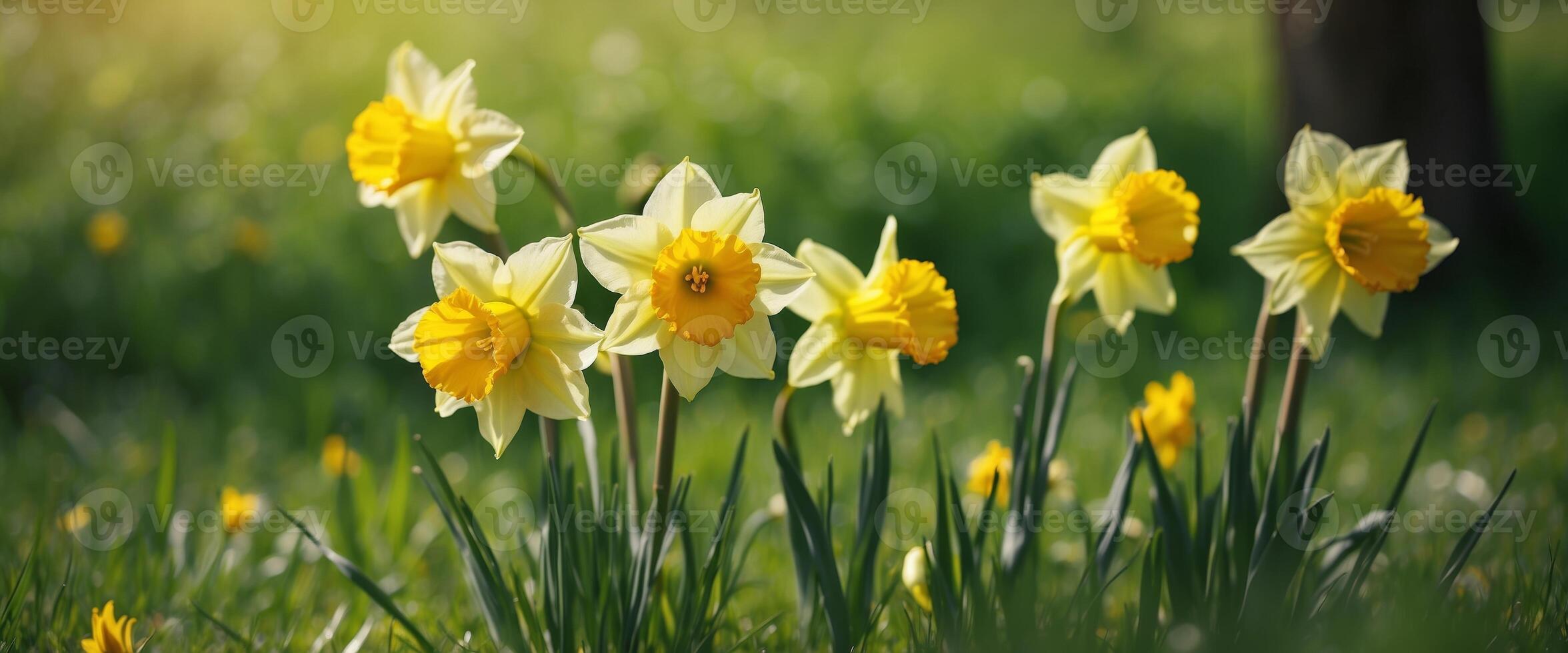 Three flower daffodils in spring outdoors in grass in the sun close-up on green blurred background A beautiful spring template for design. photo