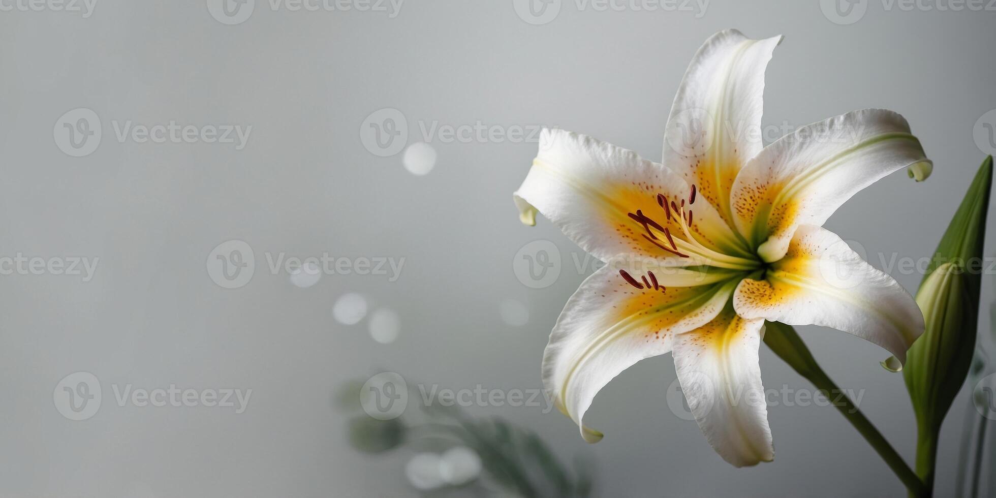 A beautiful watercolor clip art of a single lily, with white petals and a yellow center. photo