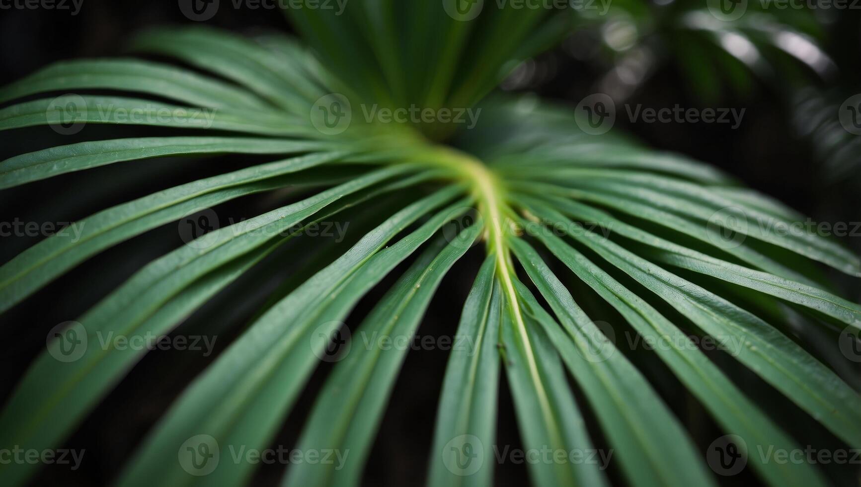 HighContrast Palm Leaf Timelapse A CloseUp of Texture and Light. photo