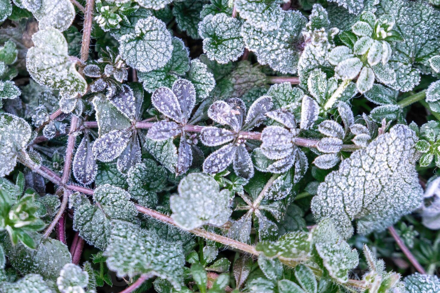 Selective focus. First frost on a frozen field plants, late autumn close-up. Beautiful abstract frozen microcosmos pattern. Freezing weather frost action in nature. Floral backdrop. photo